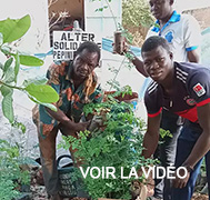 PLANTATIONS DE MORINGAS AU BENIN